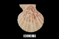 藏品(高貴海扇蛤)的圖片